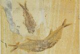 Two Diplomystus Fossil Fish With Knightia - Wyoming #320169-1